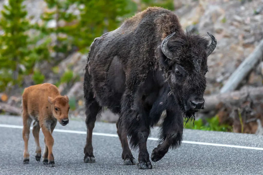 Bison cow and calf wandeirng Yellowstone National Park summer travel destination